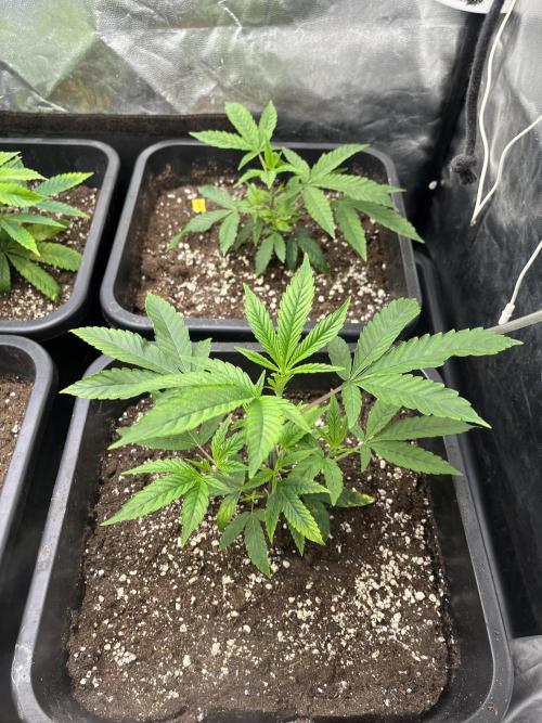 Silent B45. Week 2 - end of week 1