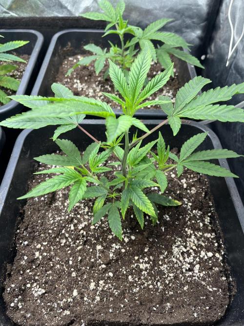 Silent B45. Week 2 - end of week 1