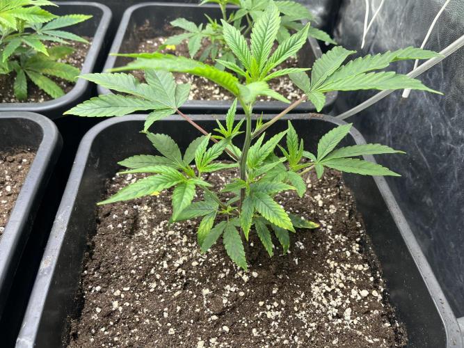 Silent B45. Week 2 - end of week 1