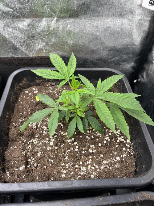 Silent B45. Week 2 - end of week 1