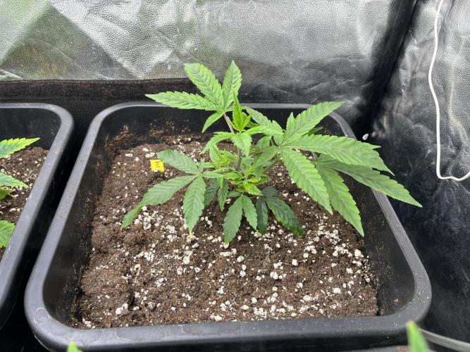 Silent B45. Week 2 - end of week 1