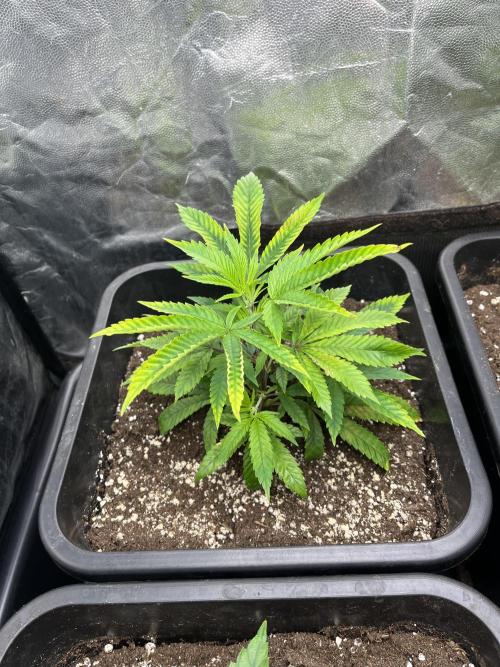 Bubblegum Gelato. Week 2 - end of week 1