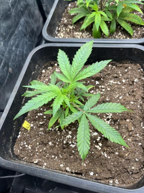 Bubblegum Gelato. Week 2 - end of week 1