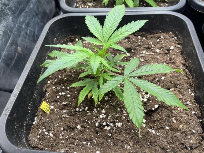 Bubblegum Gelato. Week 2 - end of week 1