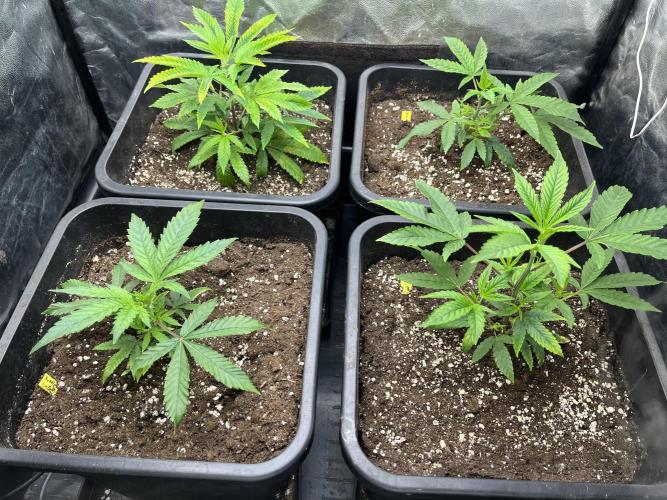 Bubblegum Gelato. Week 2 - end of week 1