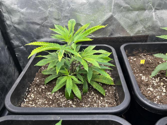 Bubblegum Gelato. Week 2 - end of week 1