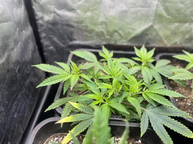 Bubblegum Gelato. Week 3 - week 3