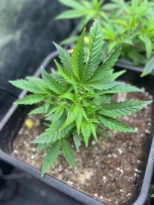 Bubblegum Gelato. Week 3 - week 3 lettuce dwarf