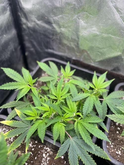 Bubblegum Gelato. Week 3 - week 3