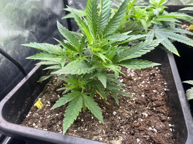 Bubblegum Gelato. Week 3 - week 3 lettuce dwarf