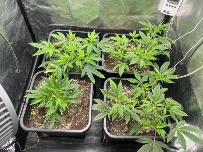 Silent B45. Week 3 - week 3 full canopy