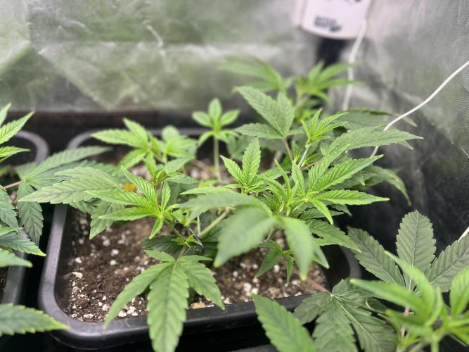Silent B45. Week 3 - week3 