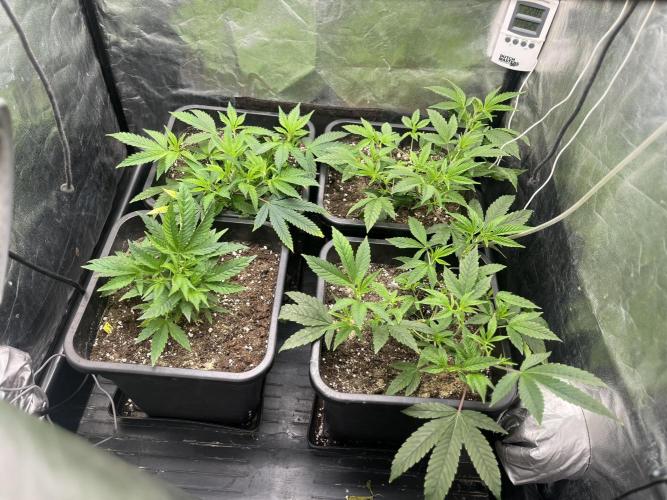 Silent B45. Week 3 - week 3 full canopy