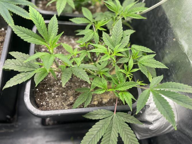 Silent B45. Week 3 - week 3