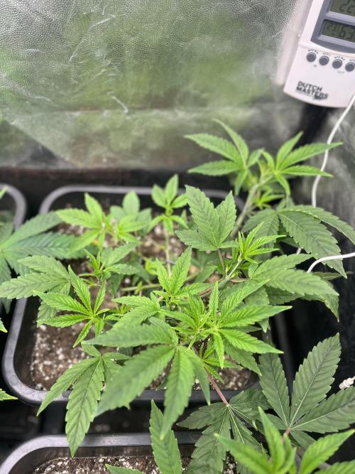Silent B45. Week 3 - week 3
