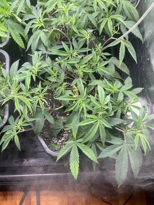 Silent B45. Week 4 - Week 4