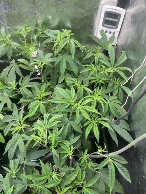 Silent B45. Week 4 - Week 4