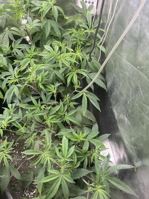 Silent B45. Week 4 - Week 4
