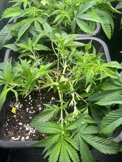 Bubblegum Gelato. Week 4 - Week 4