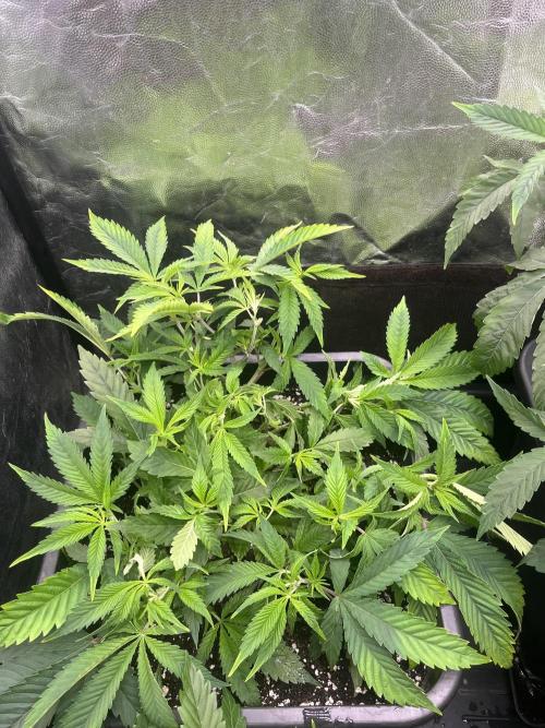 Bubblegum Gelato. Week 4 - Week 4