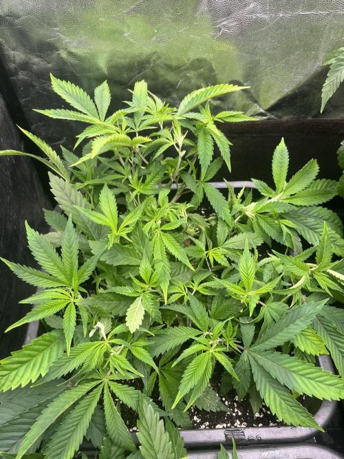 Bubblegum Gelato. Week 4 - Week 4