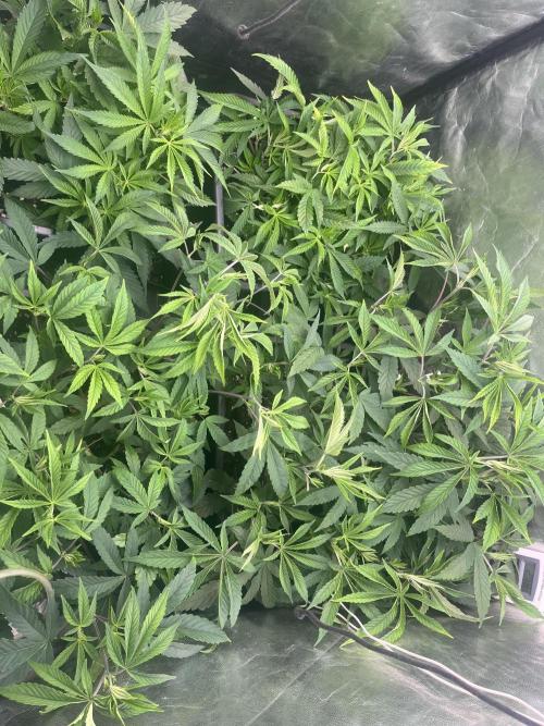 Bubblegum Gelato. Week 5