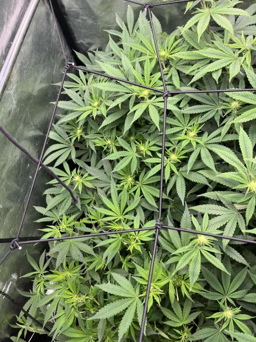 Bubblegum Gelato. Week 7 - Week 7