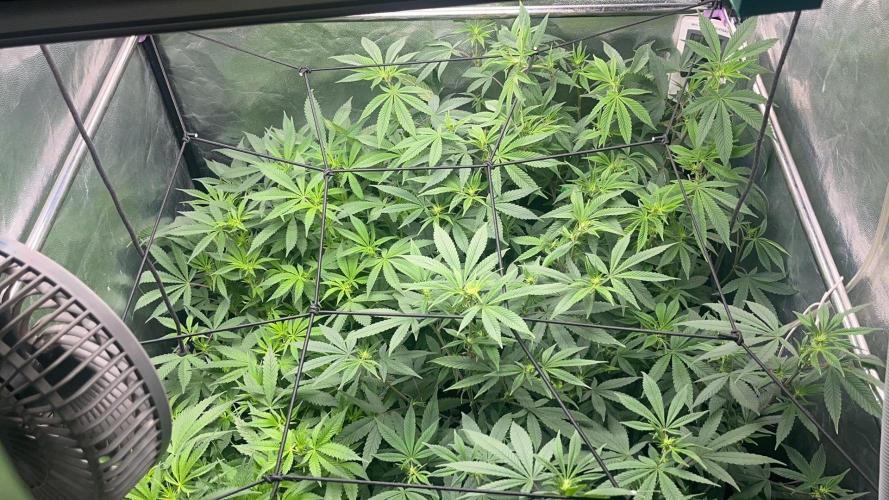 Bubblegum Gelato. Week 7 - Week 7