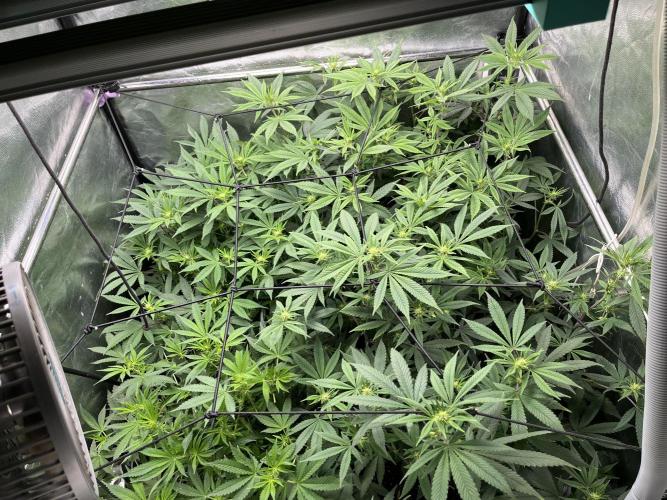 Silent B45. Week 7 - Week 7