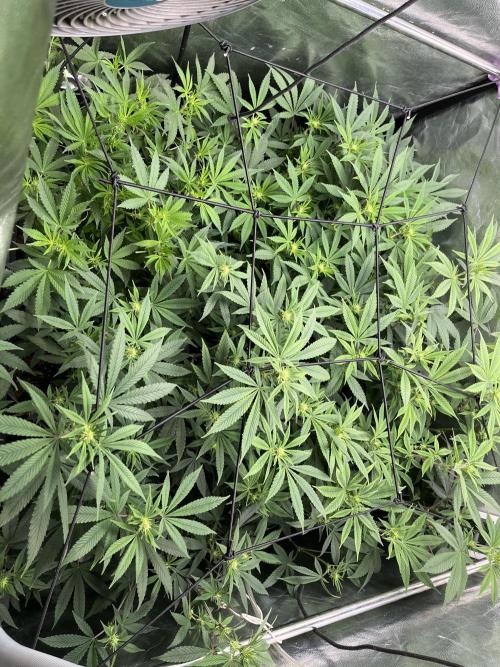 Silent B45. Week 7 - Week 7