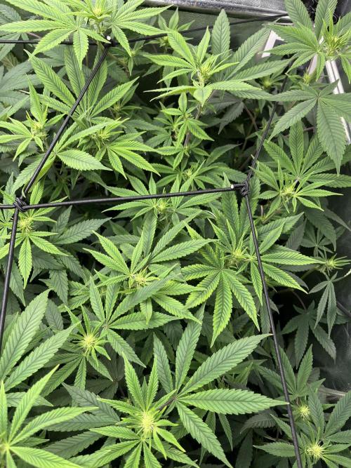 Silent B45. Week 7 - Week 7
