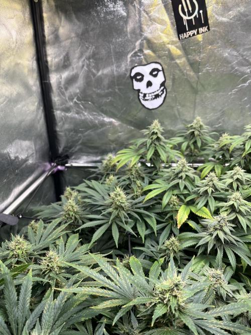Bubblegum Gelato. Week 9 - Week 9 