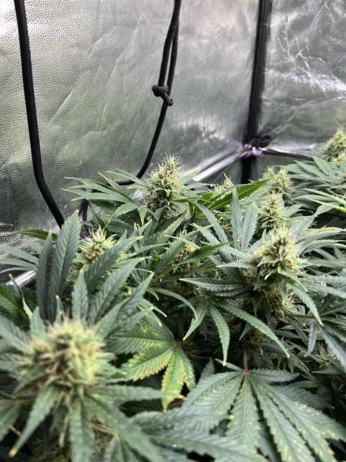Bubblegum Gelato. Week 9