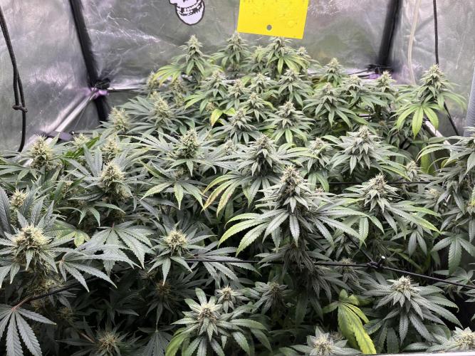 Silent B45. Week 9 - week 9