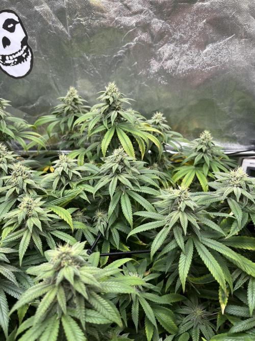 Silent B45. Week 9 - week 9