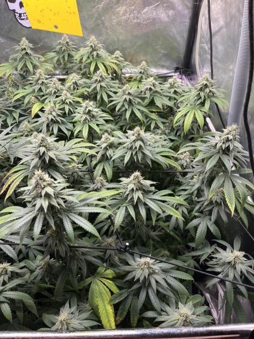 Silent B45. Week 9 - week 9