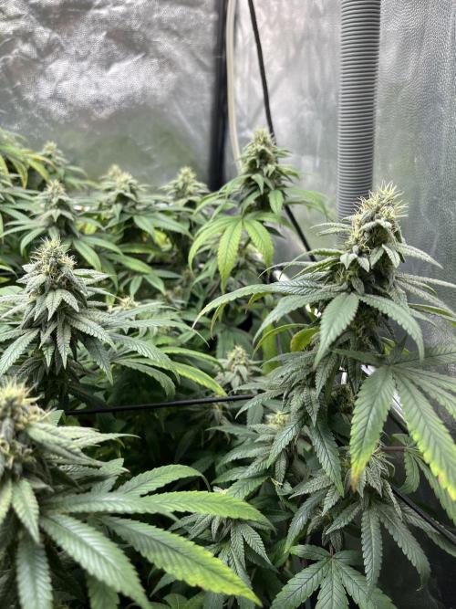 Silent B45. Week 9 - week 9