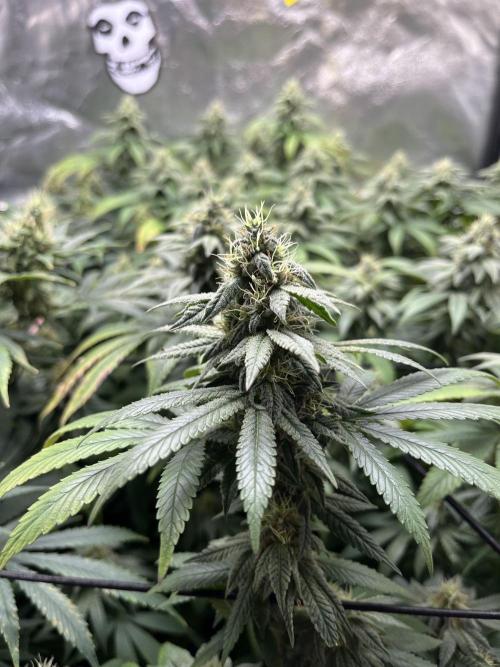 B-45 By BOOBA. Week 9
