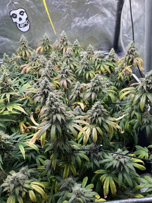 Silent B45. Week 11 - Week 11 final feeding