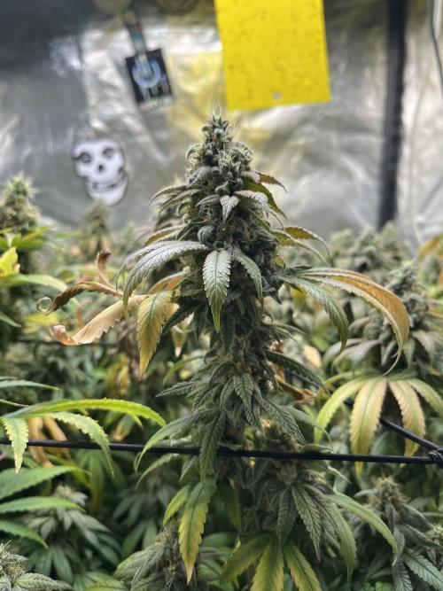 Silent B45. Week 11 - Week 11 final feeding