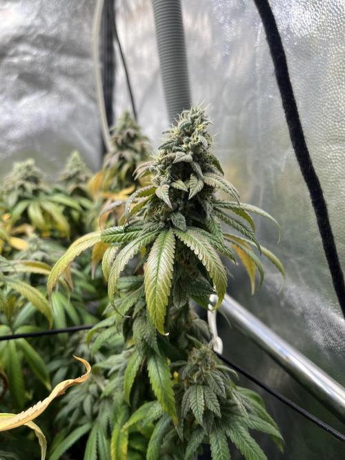 Silent B45. Week 11 - Week 11 final feeding