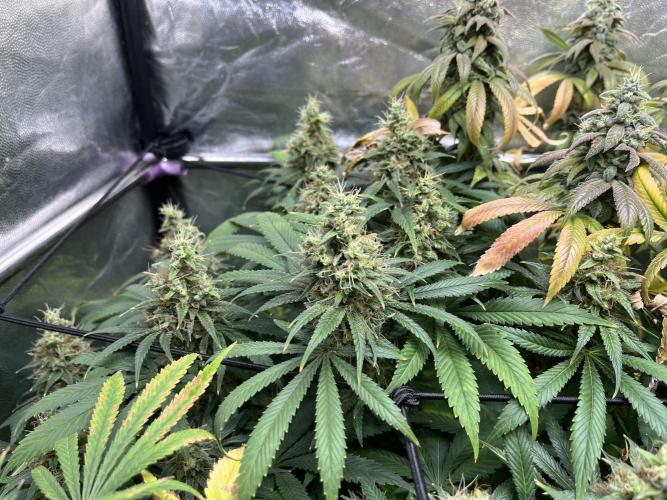 Bubblegum Gelato. Week 11 - Week 11 final feeding