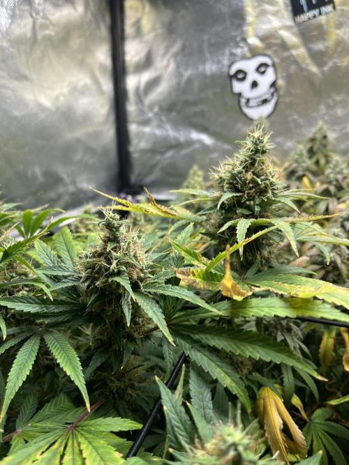 Bubblegum Gelato. Week 11 - Week 11 final feeding