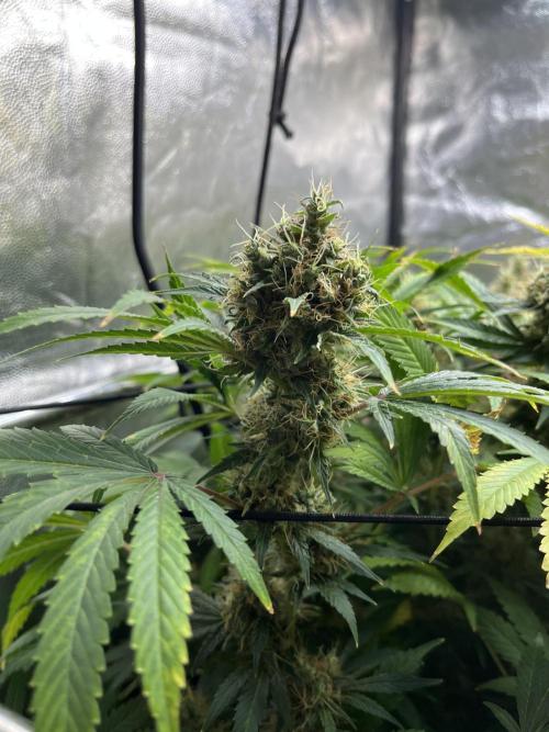 Bubblegum Gelato. Week 11 - Week 11 final feeding