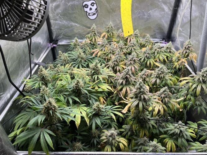 Bubblegum Gelato. Week 11 - Week 11 final feeding