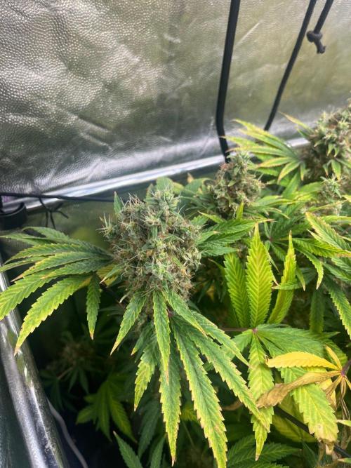 Bubblegum Gelato. Week 14 - Final week
