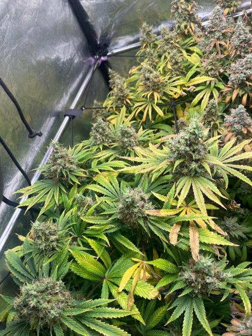Bubblegum Gelato. Week 14 - Final week