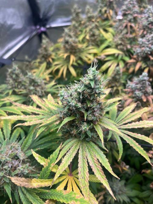 Bubblegum Gelato. Week 14 - Final week