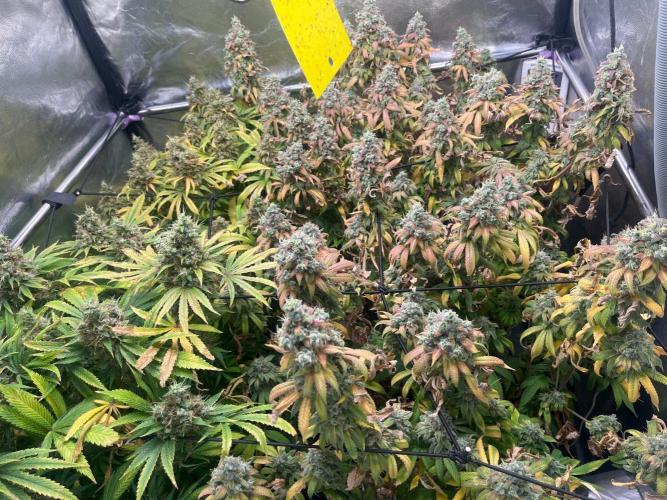 Bubblegum Gelato. Week 14 - Final week