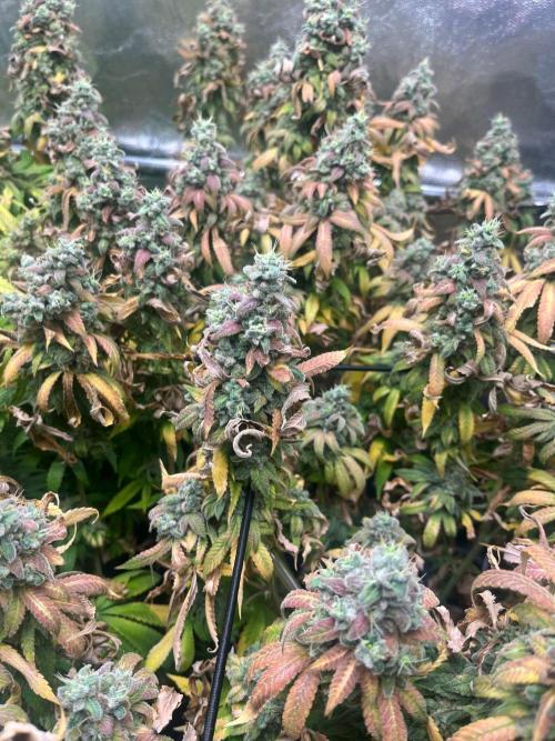 Silent B45. Week 14 - Final week after flushing